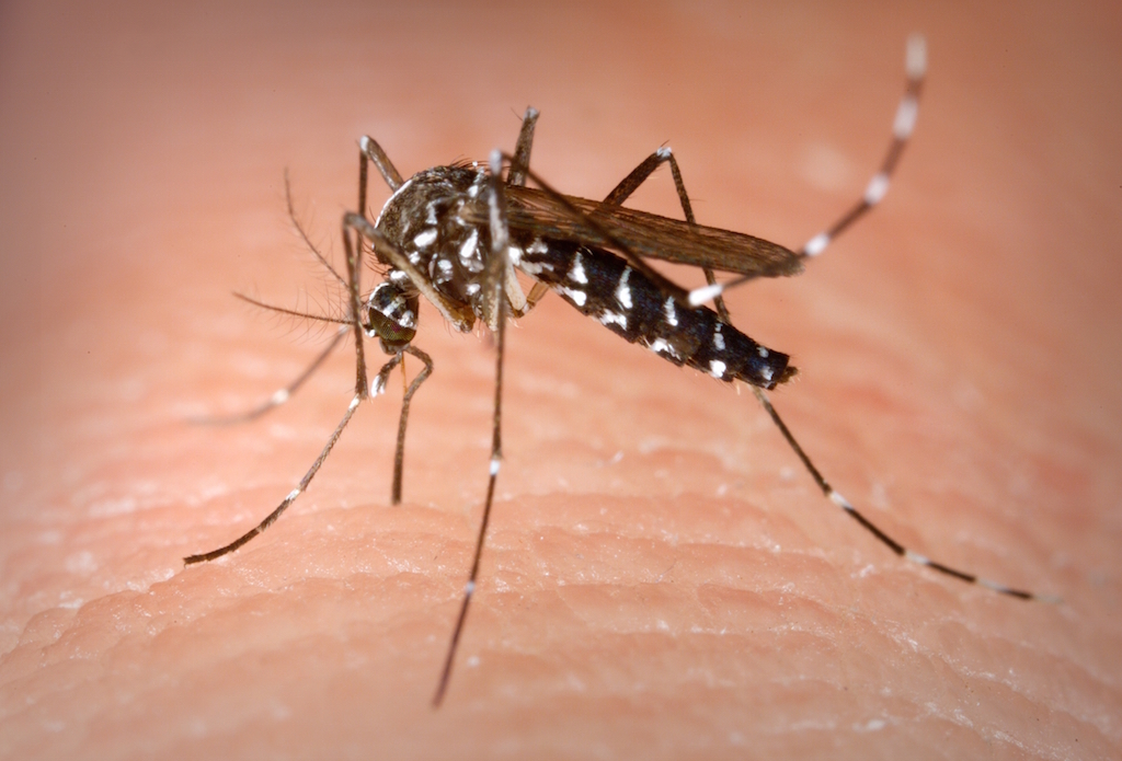 Distribuzione prodotto antilarvale - lotta alle zanzare