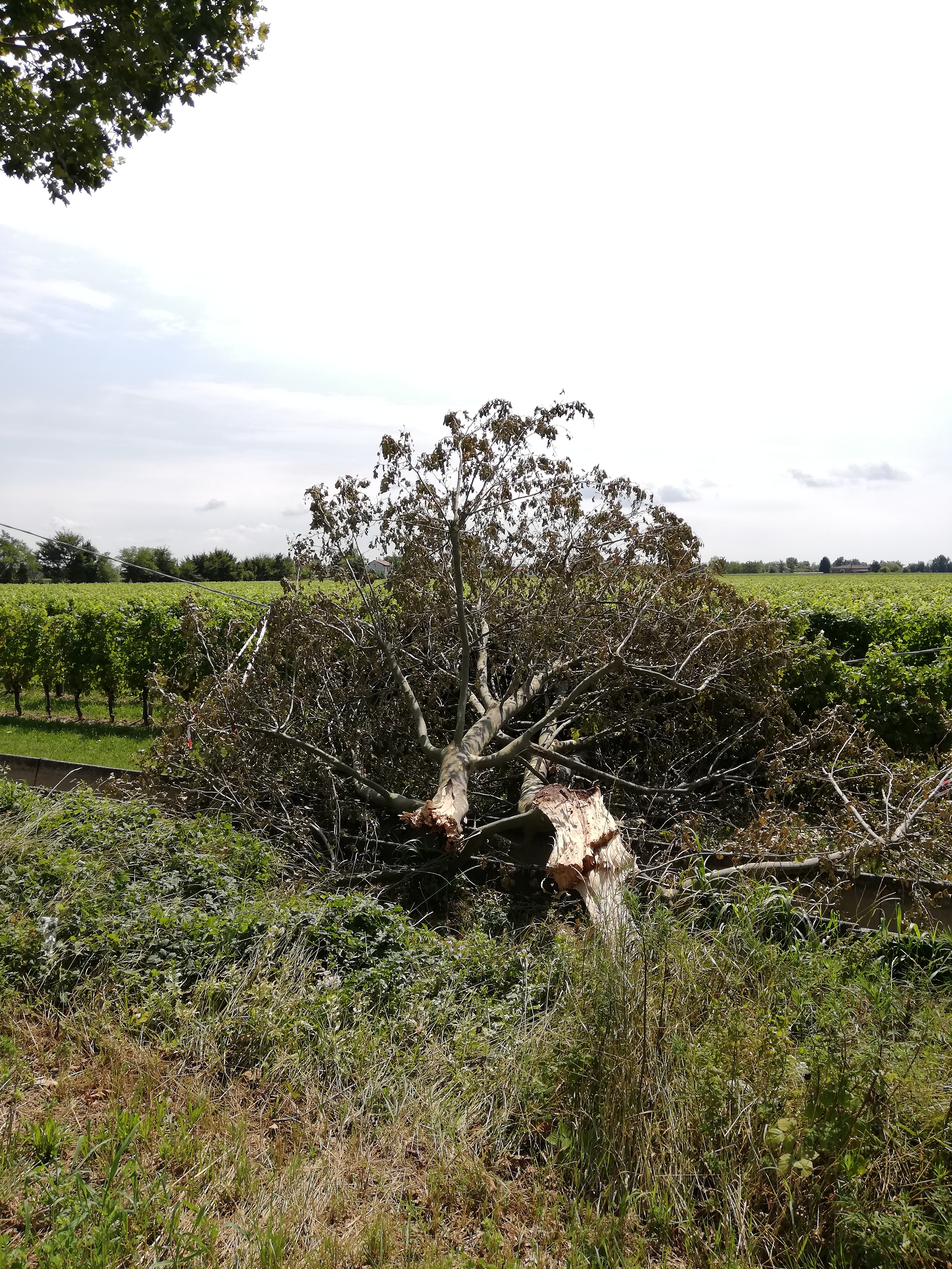 Danni a seguito evento meteorologico del 2 agosto 2019 -  Procedura per il riconoscimento dei danni